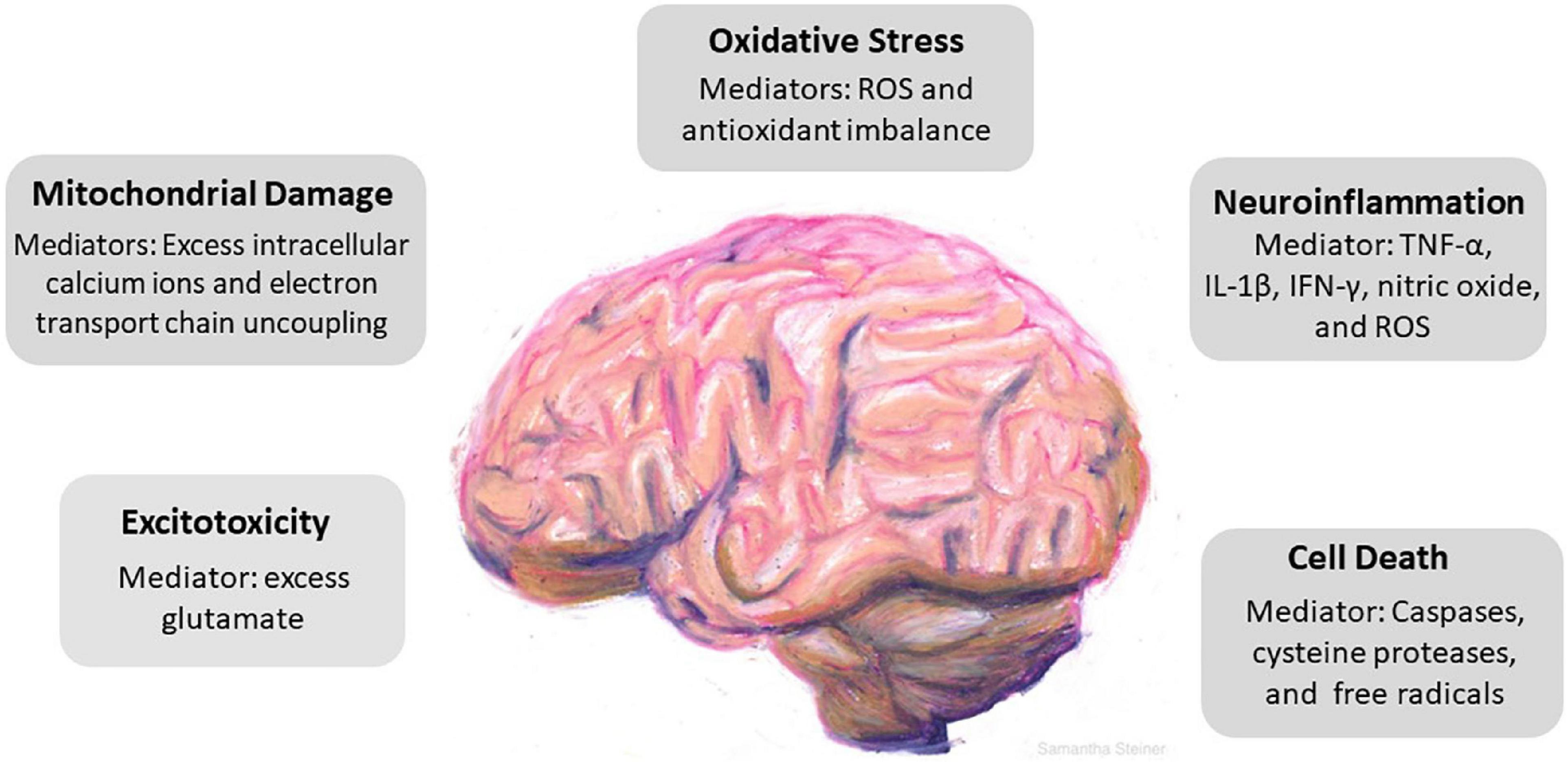 Frontiers Traumatic brain injury Mechanisms manifestations